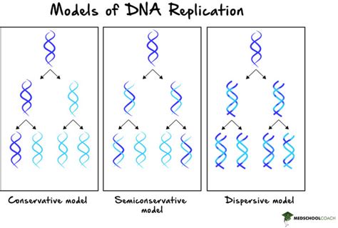 semiconservative replication vs conservative.